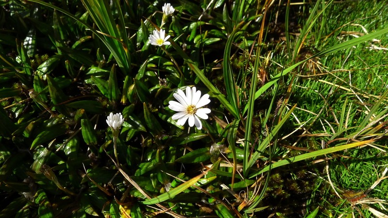 Celmisia parva photo 8