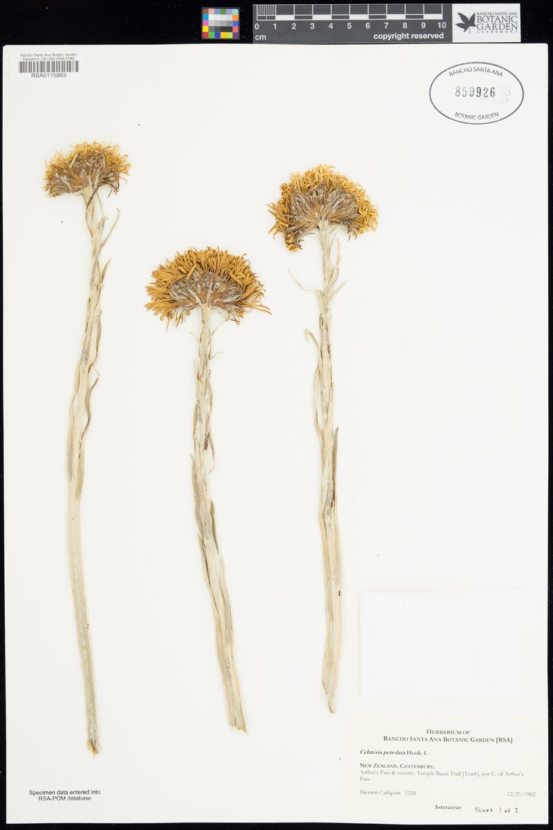 Celmisia petiolata