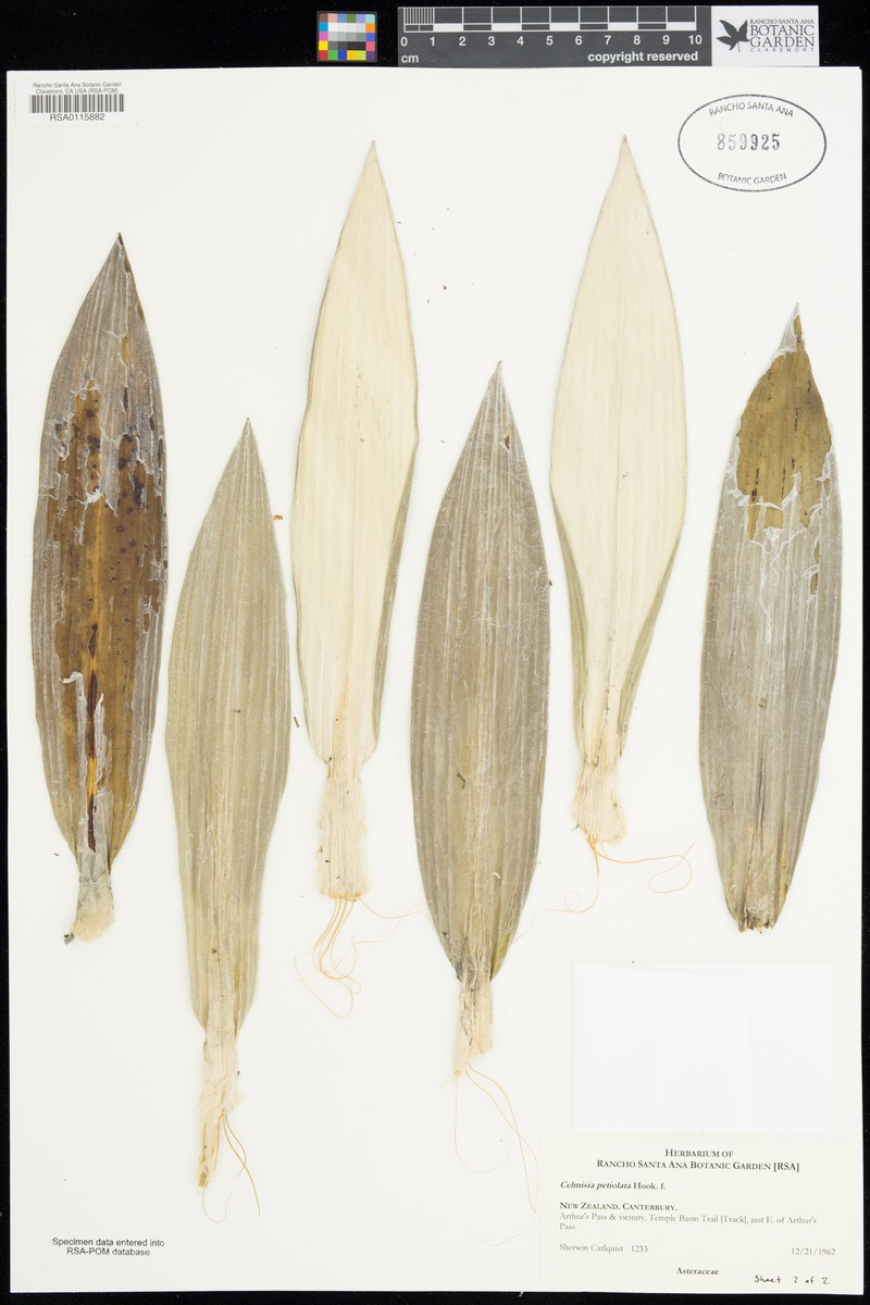 Celmisia petiolata photo 2