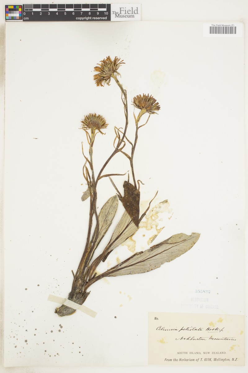 Celmisia petiolata photo 3