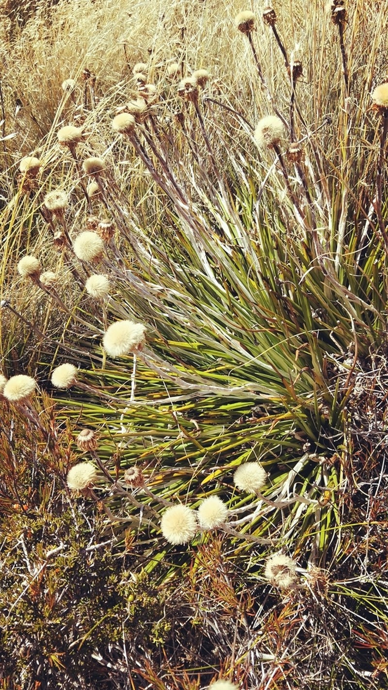 Celmisia petriei