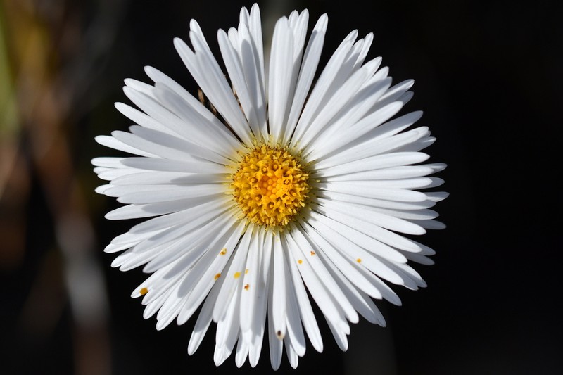 Celmisia petriei photo 2
