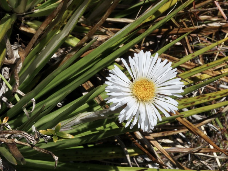 Celmisia petriei photo 3