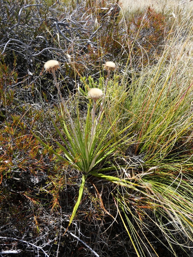 Celmisia petriei photo 4