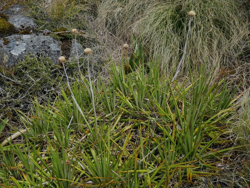 Celmisia petriei photo 5