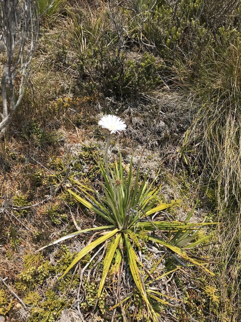 Celmisia petriei photo 6