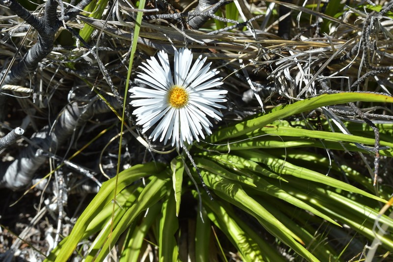 Celmisia petriei photo 7