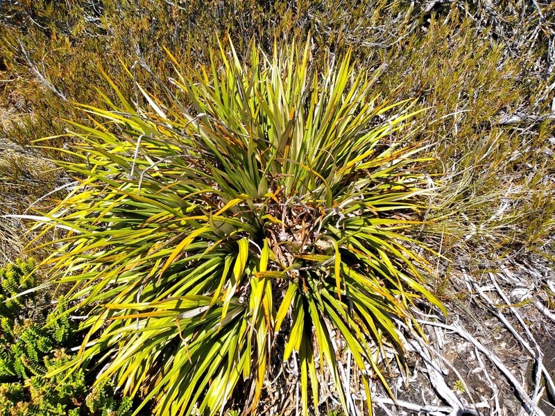 Celmisia petriei photo 8