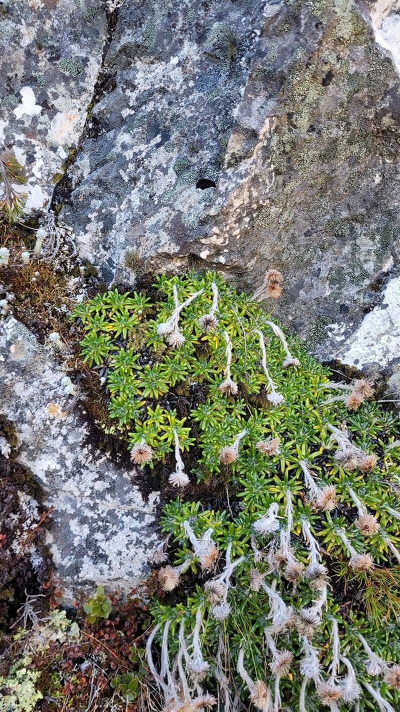 Celmisia philocremna