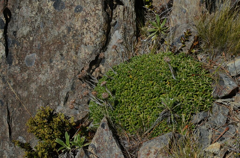 Celmisia philocremna photo 2