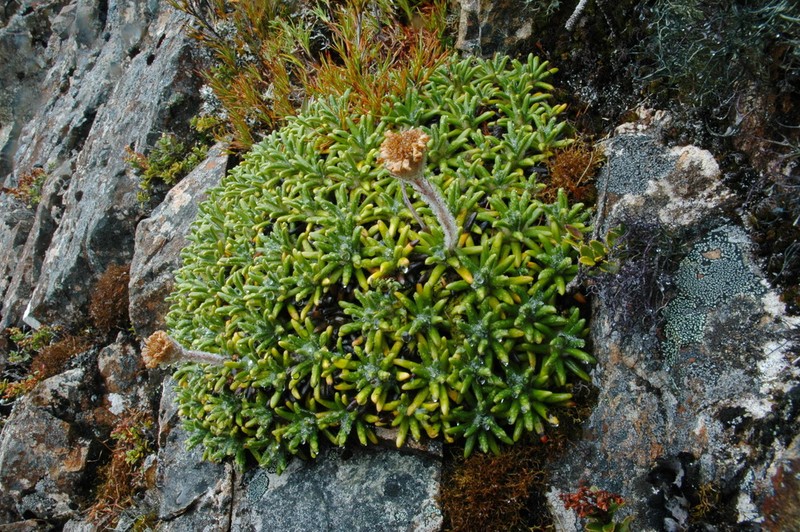 Celmisia philocremna photo 3