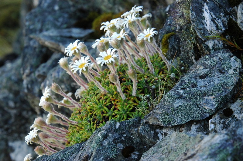 Celmisia philocremna photo 4