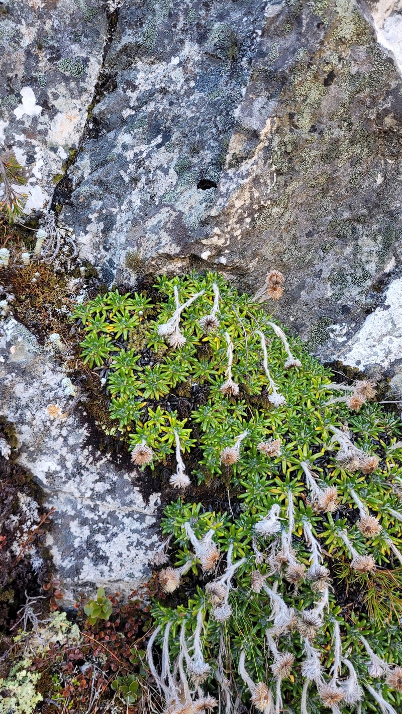 Celmisia philocremna photo 5