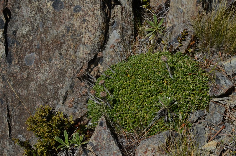 Celmisia philocremna photo 6