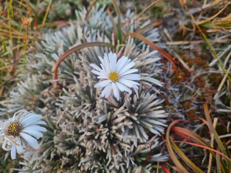 Celmisia polyvena