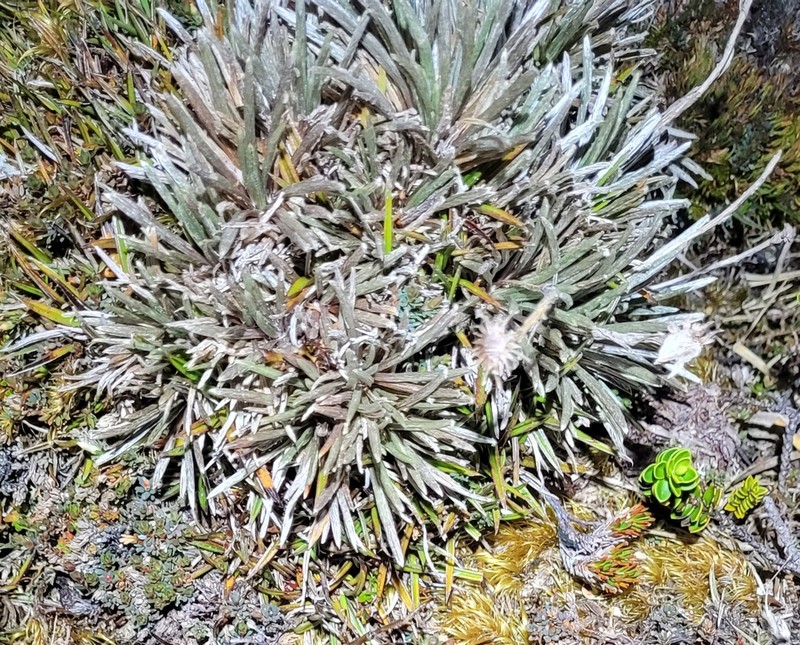 Celmisia polyvena photo 2