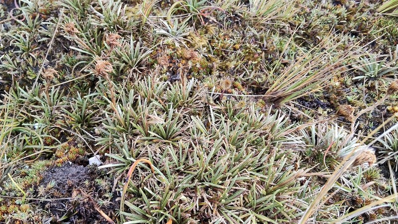 Celmisia polyvena photo 3