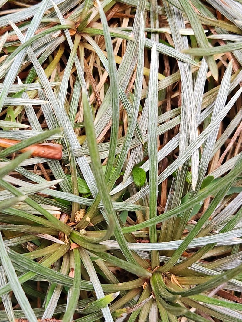 Celmisia polyvena photo 4