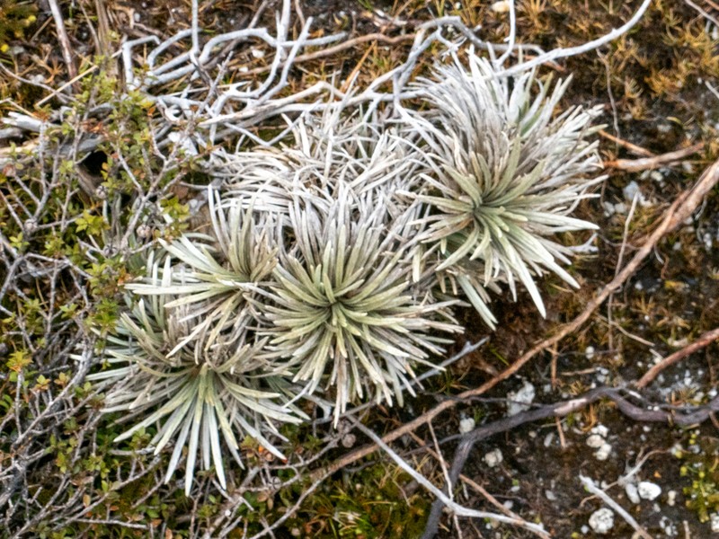 Celmisia polyvena photo 5