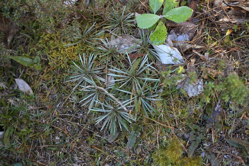 Celmisia polyvena photo 6