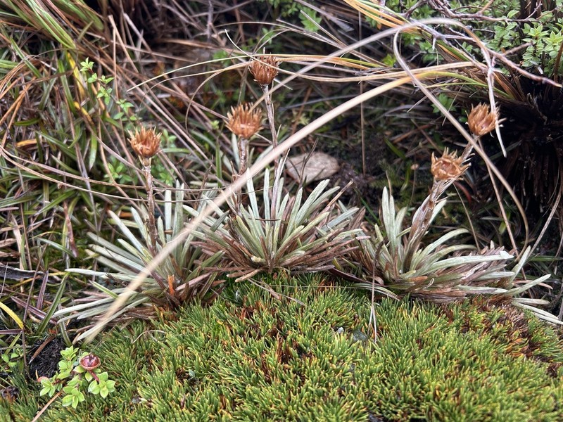 Celmisia polyvena photo 7