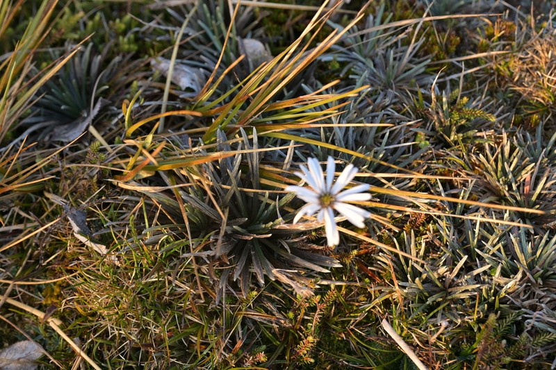 Celmisia polyvena photo 8