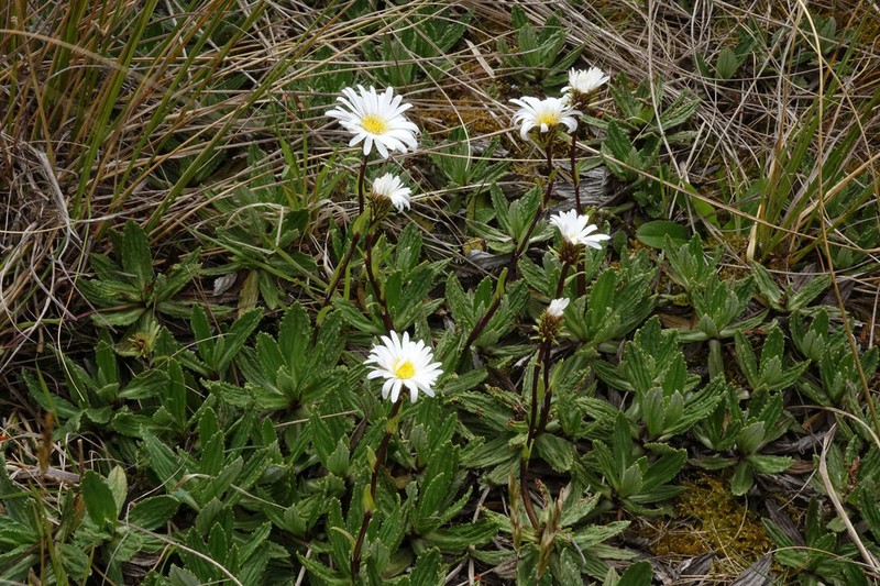 Celmisia prorepens photo 2