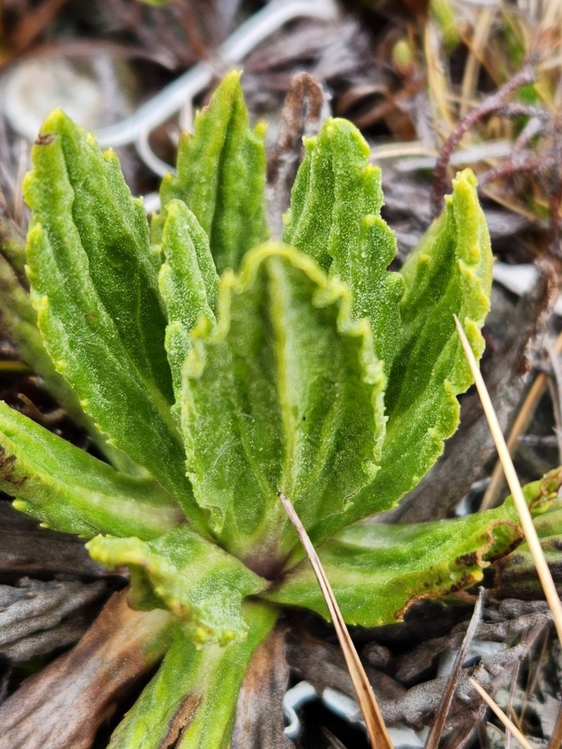 Celmisia prorepens photo 3