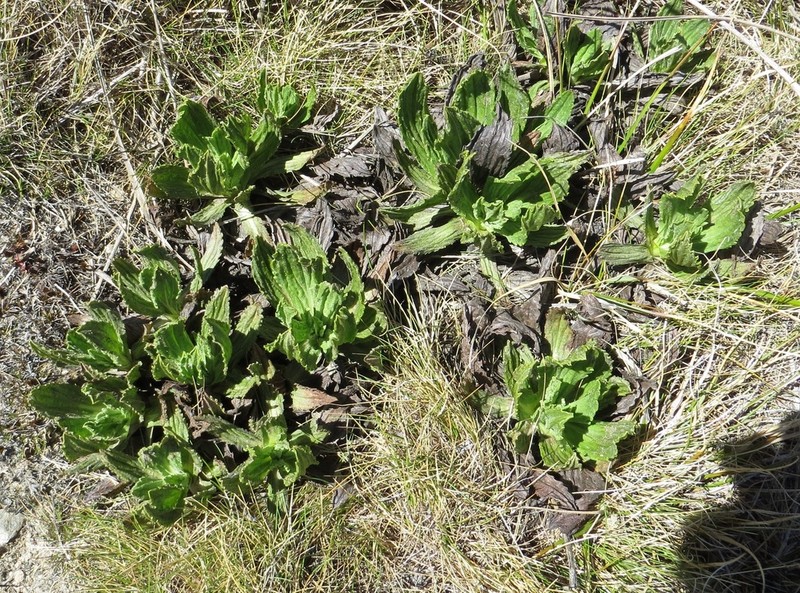 Celmisia prorepens photo 4