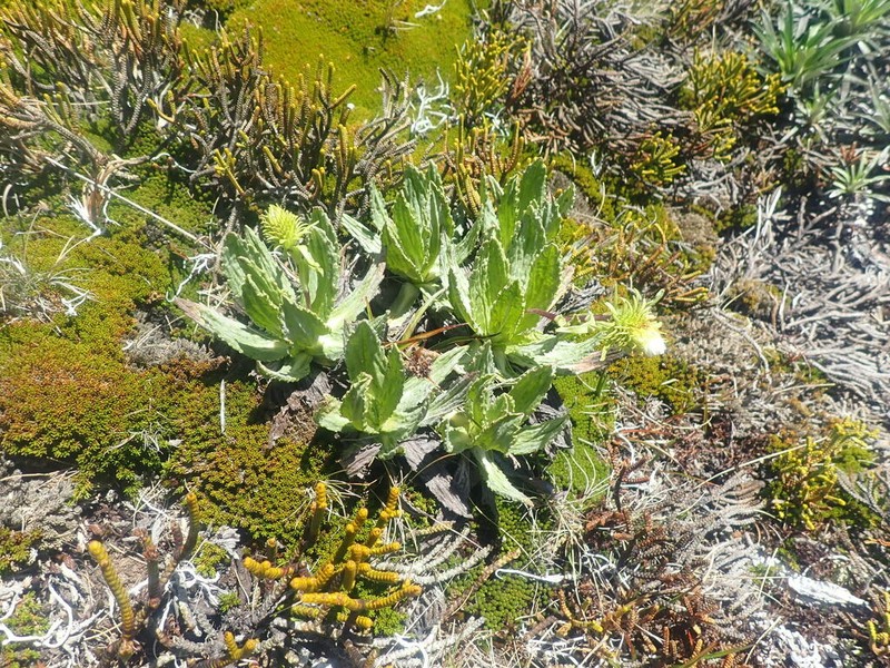 Celmisia prorepens photo 5