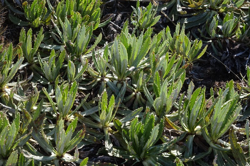 Celmisia prorepens photo 6