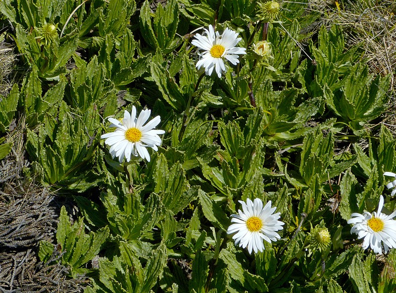 Celmisia prorepens photo 7