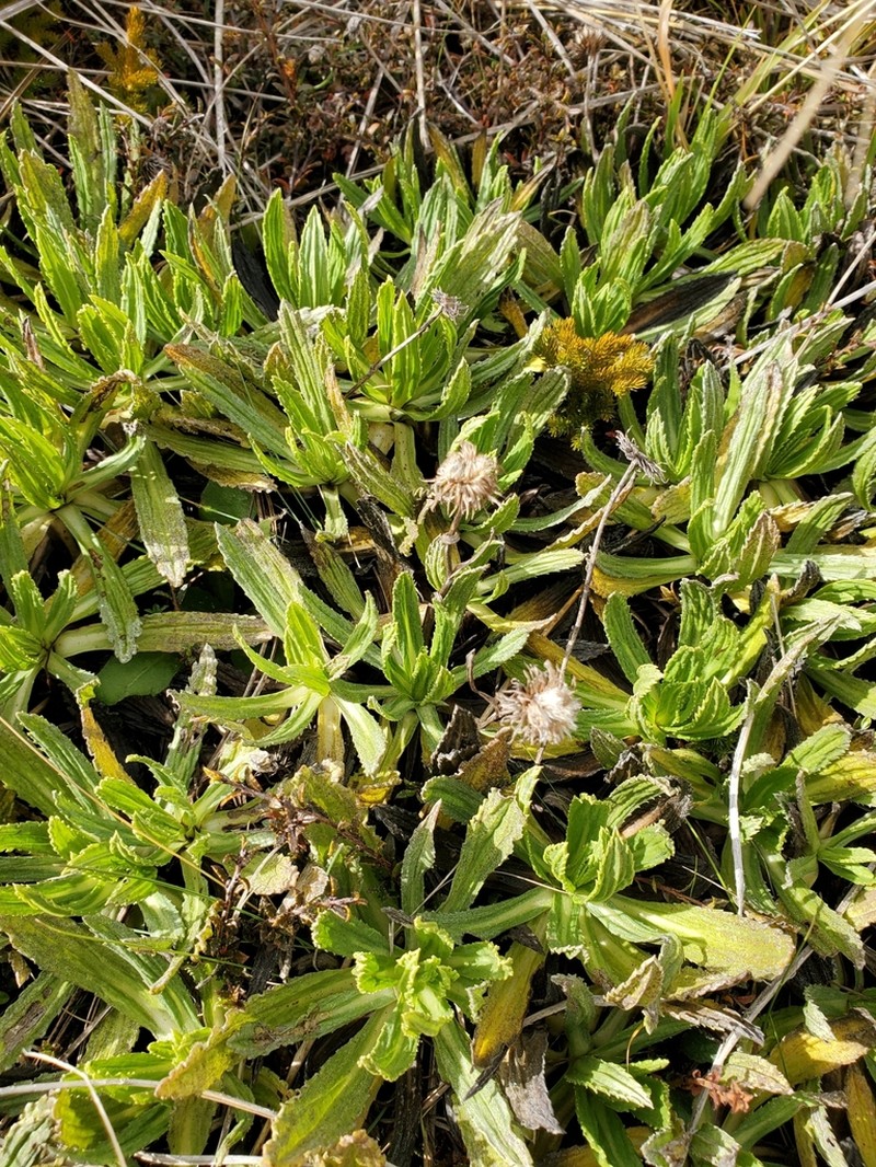 Celmisia prorepens photo 8