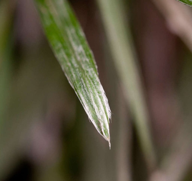 Celmisia pugioniformis photo 2
