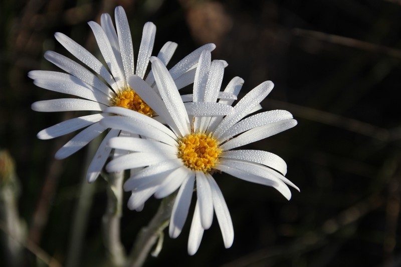 Celmisia pugioniformis photo 3