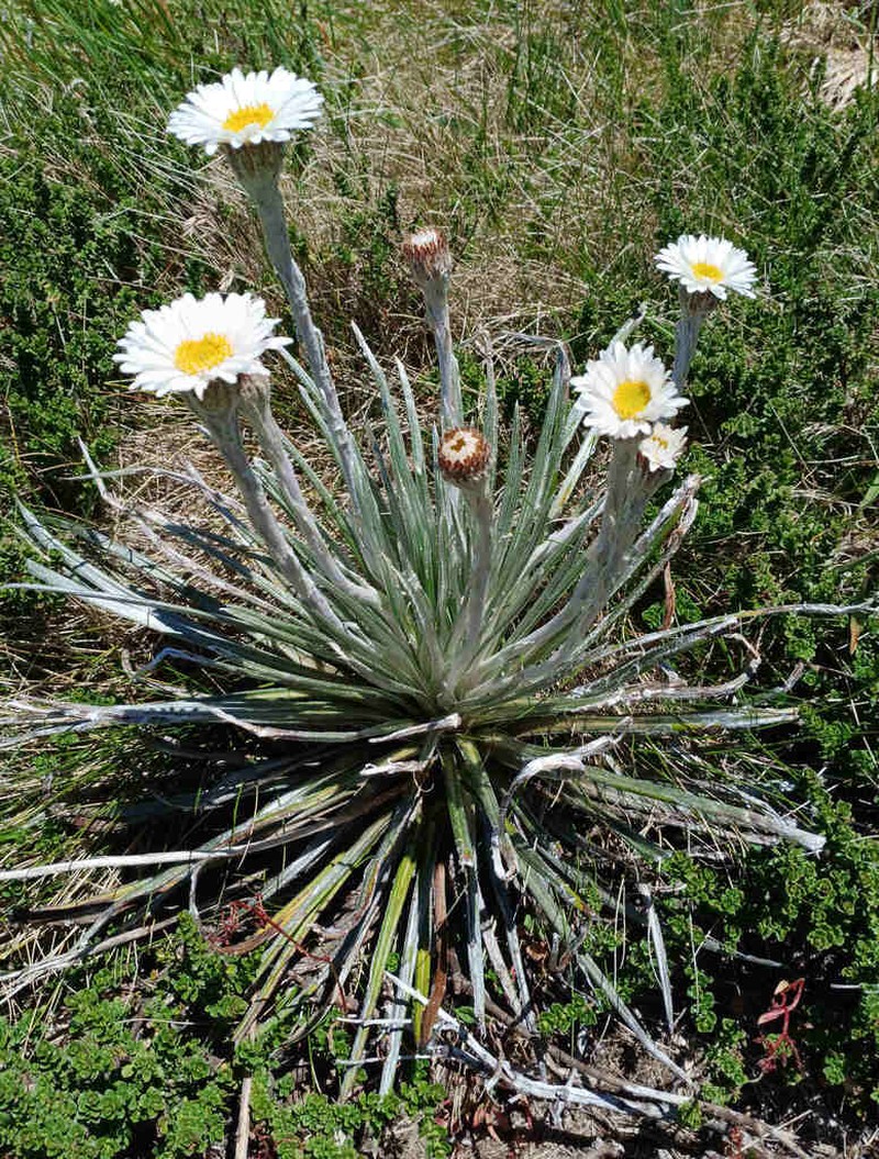 Celmisia pugioniformis photo 4