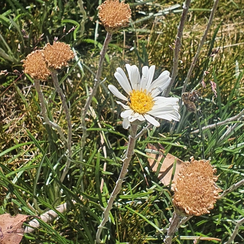 Celmisia pugioniformis photo 5