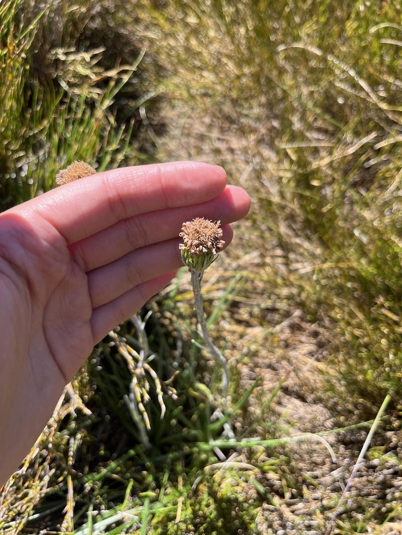 Celmisia pugioniformis photo 6