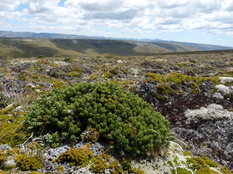 Celmisia ramulosa