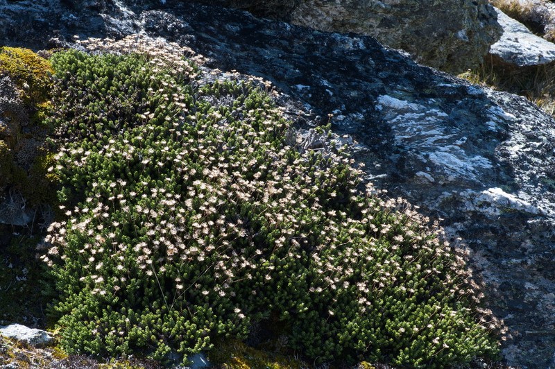 Celmisia ramulosa photo 2