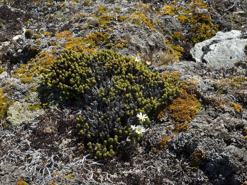 Celmisia ramulosa photo 3