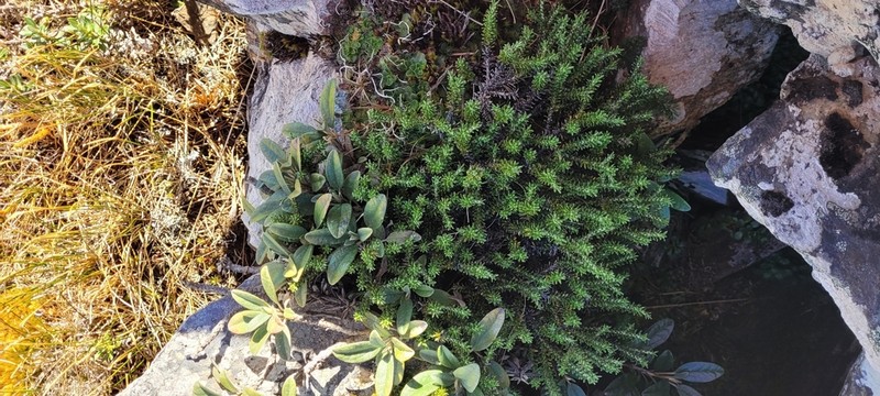 Celmisia ramulosa photo 4