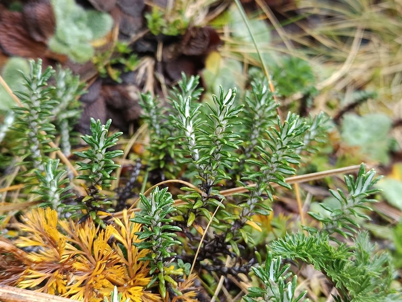Celmisia ramulosa photo 6