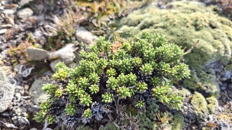 Celmisia ramulosa photo 7