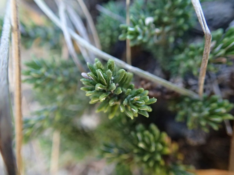 Celmisia ramulosa photo 8