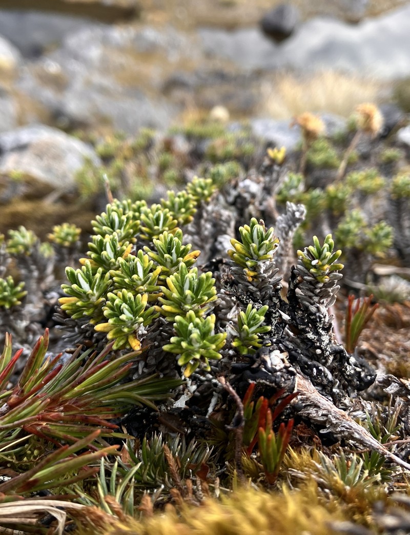Celmisia ramulosa var. ramulosa