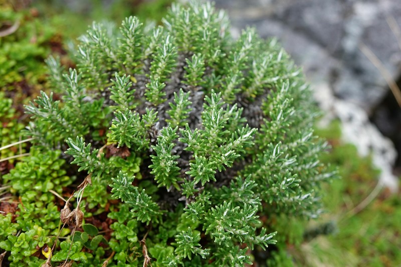 Celmisia ramulosa var. ramulosa photo 2