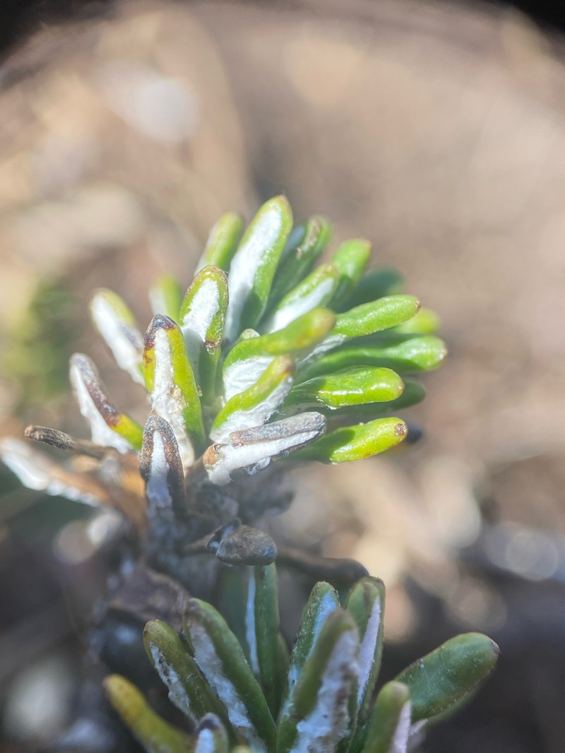 Celmisia ramulosa var. ramulosa photo 3
