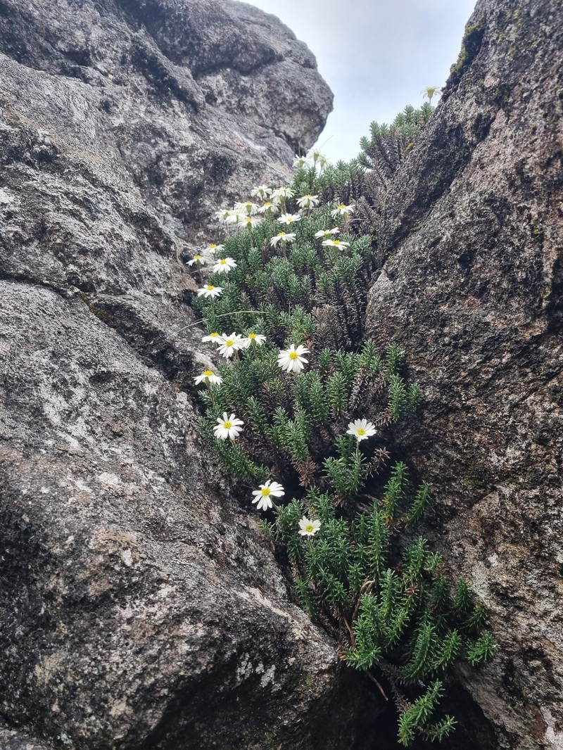 Celmisia ramulosa var. ramulosa photo 4