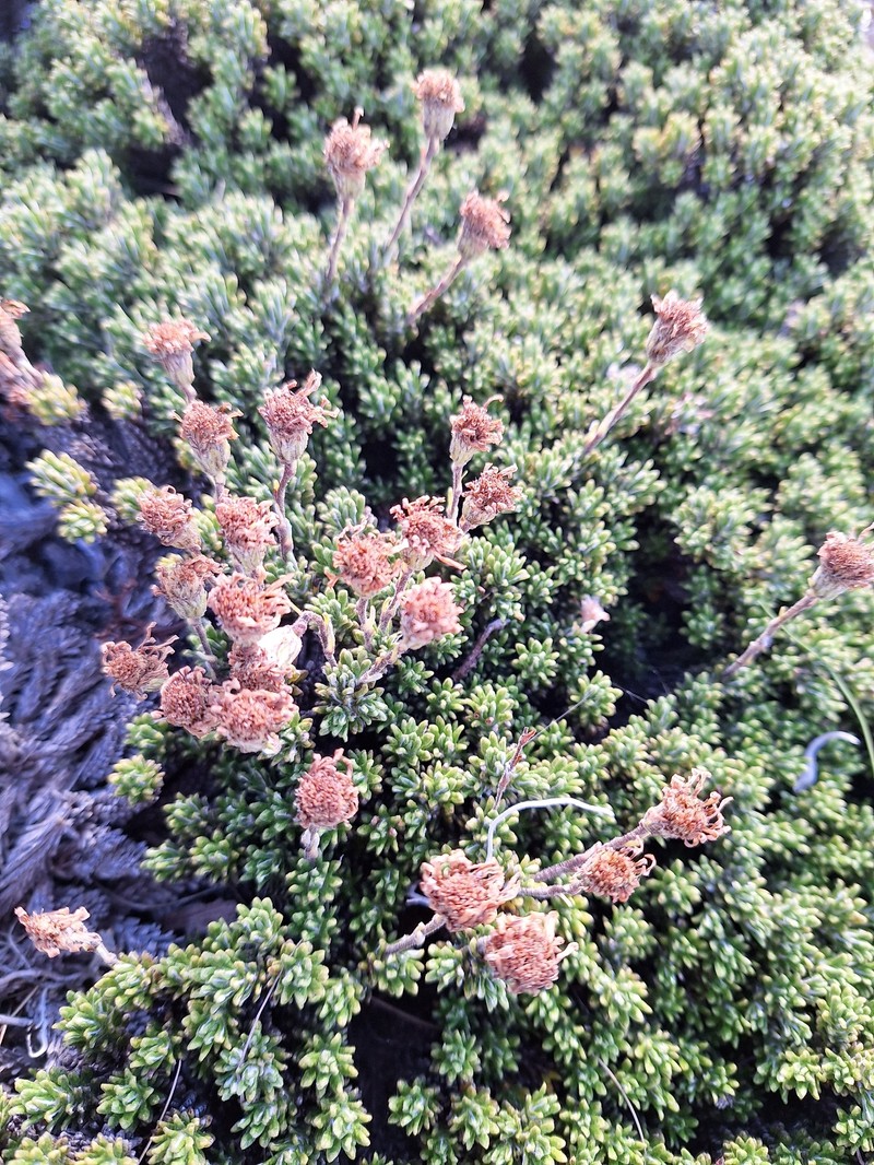 Celmisia ramulosa var. tuberculata photo 2